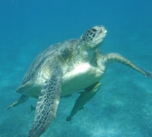 El Qulaan Lagoon