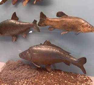 Natur- und Jagdmuseum