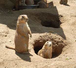 Präriehunde warten auf Popcorn