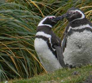 Magellan Pinguine