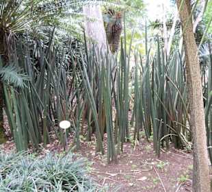 Im Jardín de aclimatación de La Orotava