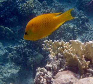 Schnorcheln Makadi Bay