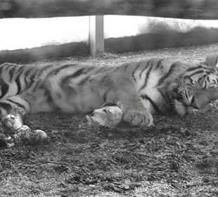 Rundgang im Tierpark