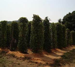 Pfefferfarm