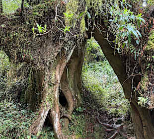 Alishan National Forest