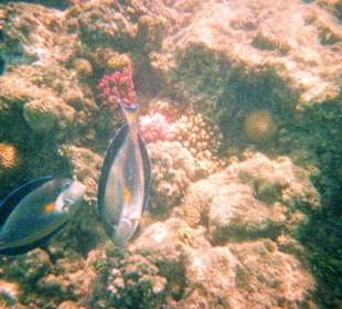 Schnorcheln am Hausriff