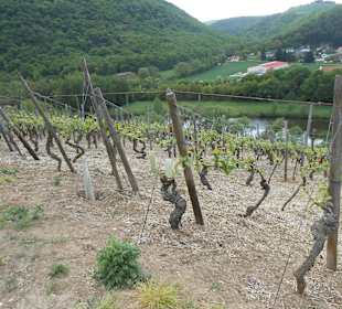 Weinberg