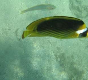 Tabak-Falterfisch