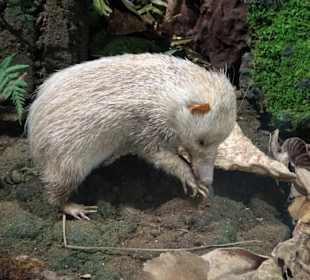 Exponate des Museums