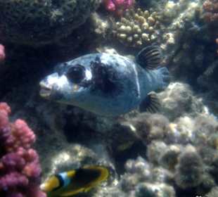 Beim Schnorcheln gesehen - Masckenfisch