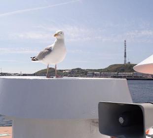 Ein neuer "Mitfahrer"