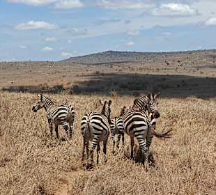 🦓