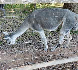 Wildpark Osterzgebirge