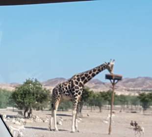 Tierreservat-Insel Sir Bani Yas