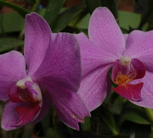 Orchidee