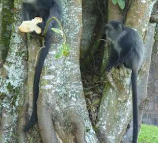 Diademmeerkatzen auf dem Kraterrand
