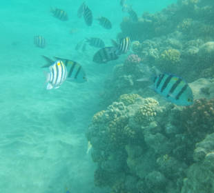 Fische am Korallenriff