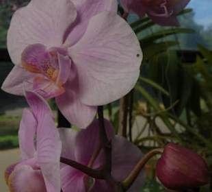 Orchidee