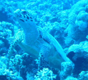 Turtel am Hausriff