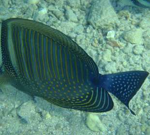 Beim schnorcheln getroffen