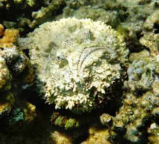 Steinfisch beim schnorcheln 