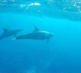 Delfine