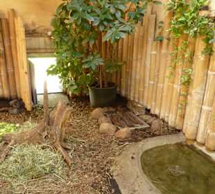 Waldschildkröte - Terrarium