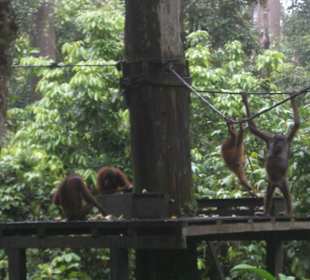 Orang Utan