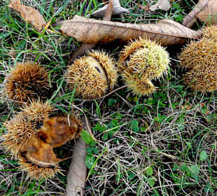 Esskastanien im Baumpark