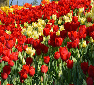 Warum nach Holland - Schloss Trautmannsdorf