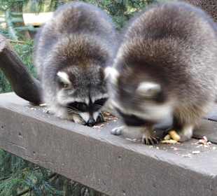 Wildparkimpressionen