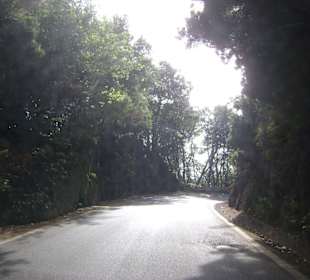 Fahrt durch den Wald