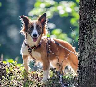 Wandern Ramsau am Dachstein