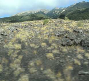 Seltsamer Pflanzenbewuchs