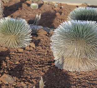 Silversword
