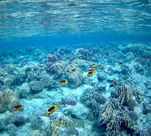 Fische beim Schnorcheln