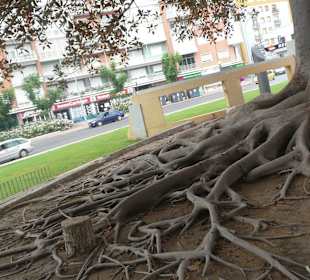 WUNDERBAUM