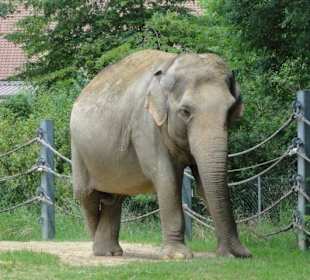 Zoologischer Garten 2016