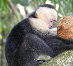 Nationalpark Manuel Antonio