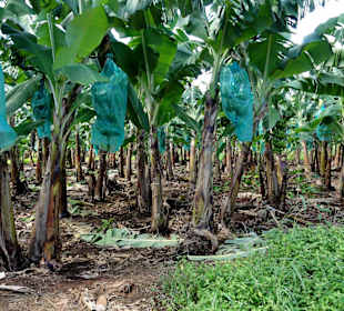 Bananenfelder