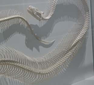 Staatliches Naturkunde Museum