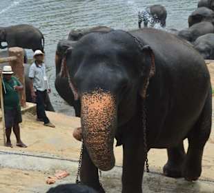 Pinewala Elefantenwaisenhaus