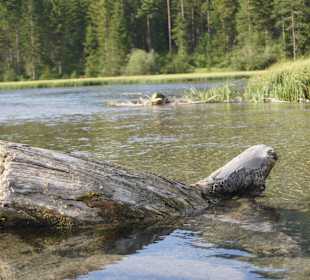 Am Pillersee