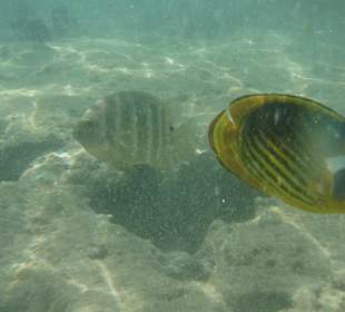 Hotel Sea Life Resort