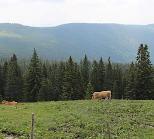 Wandern Mönichwald