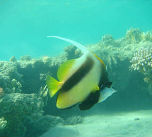 Schnocheln in der Bay