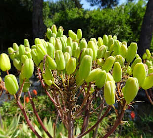 Impressionen aus dem Botanischen Garten Cagliari