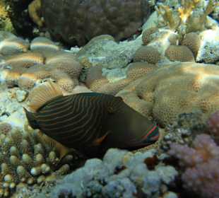 Unterwasserwelt am Hotel Baron Resort