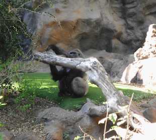 Gorilla