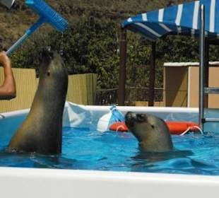 Schwimmen mit Seelöwen